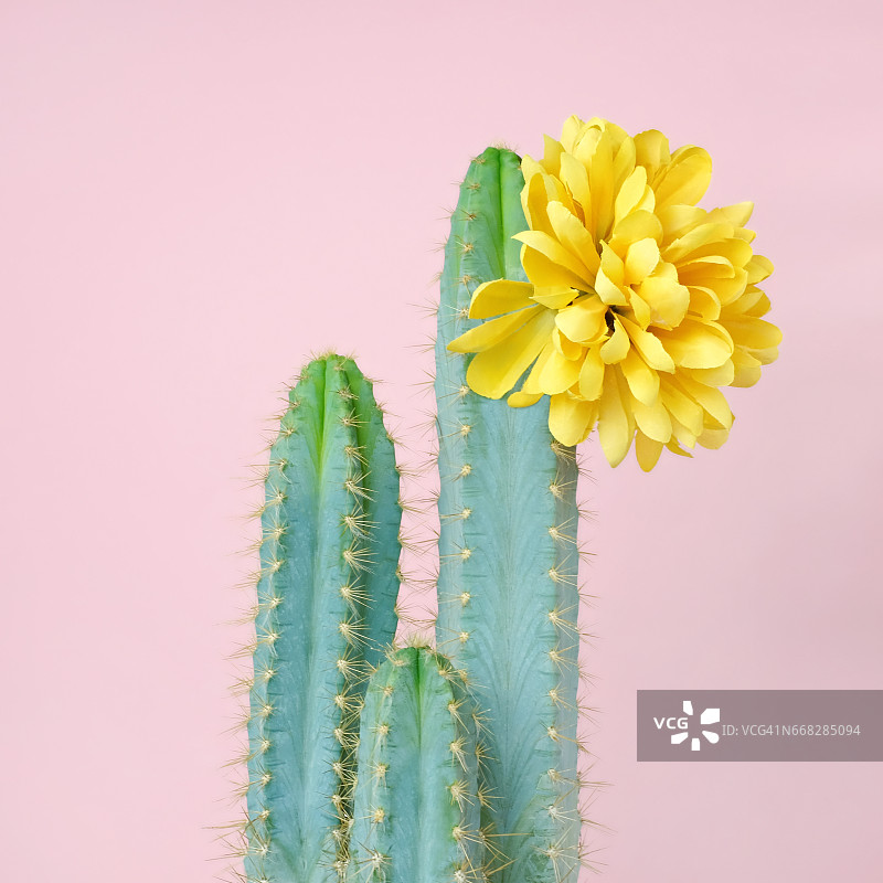 带黄色花的蓝色仙人掌图片素材