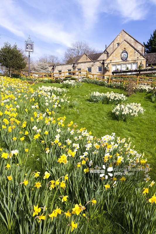 科茨沃尔德的春天 - 格洛斯特郡斯坦顿村芒特酒店盛开的黄水仙图片素材