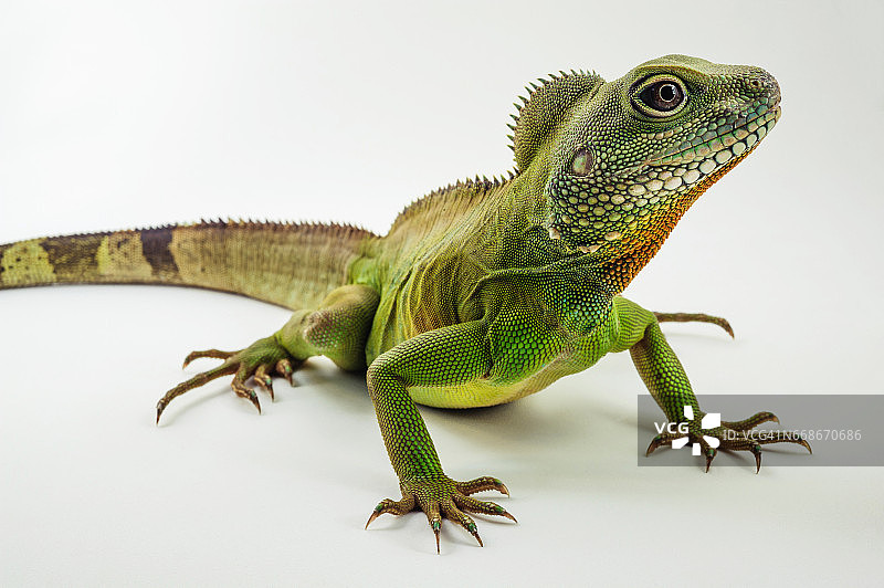 中国水龙（Physignathus cocincinusis），一种鬣蜥。也被称为亚洲水龙、泰国水龙和绿水龙。图片素材