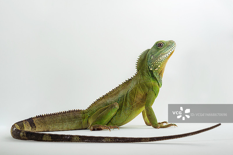 中国水龙（Physignathus cocincinusis），一种鬣蜥。也被称为亚洲水龙、泰国水龙和绿水龙。图片素材