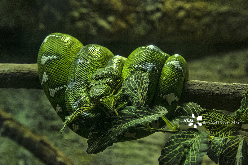 翡翠树蚺图片素材