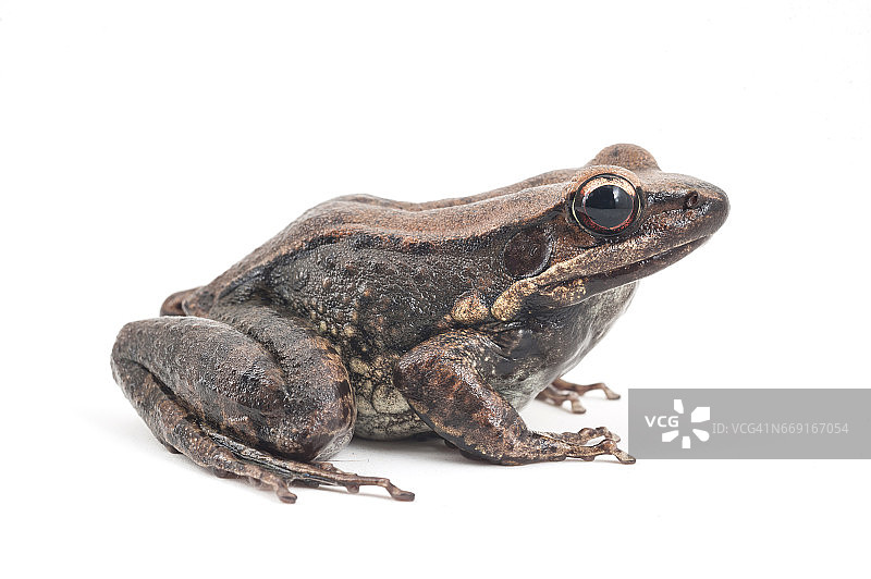 莫滕森氏暗侧蛙图片素材