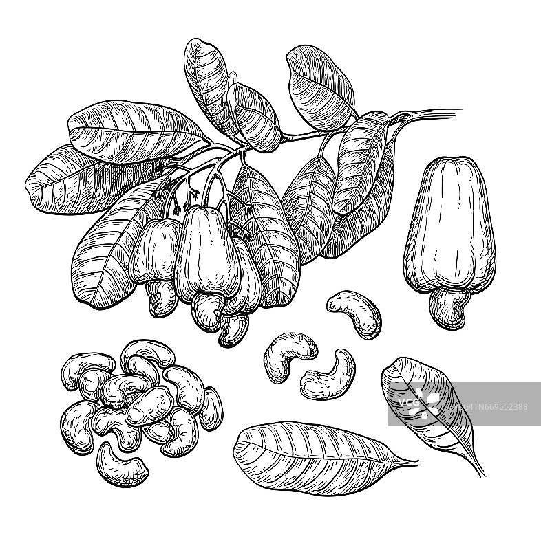 腰果大集合图片素材