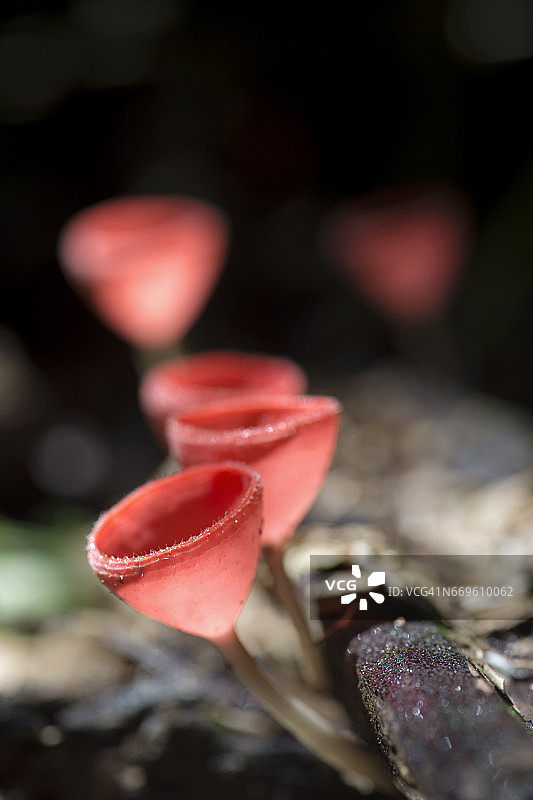 橙色蘑菇香槟图片素材