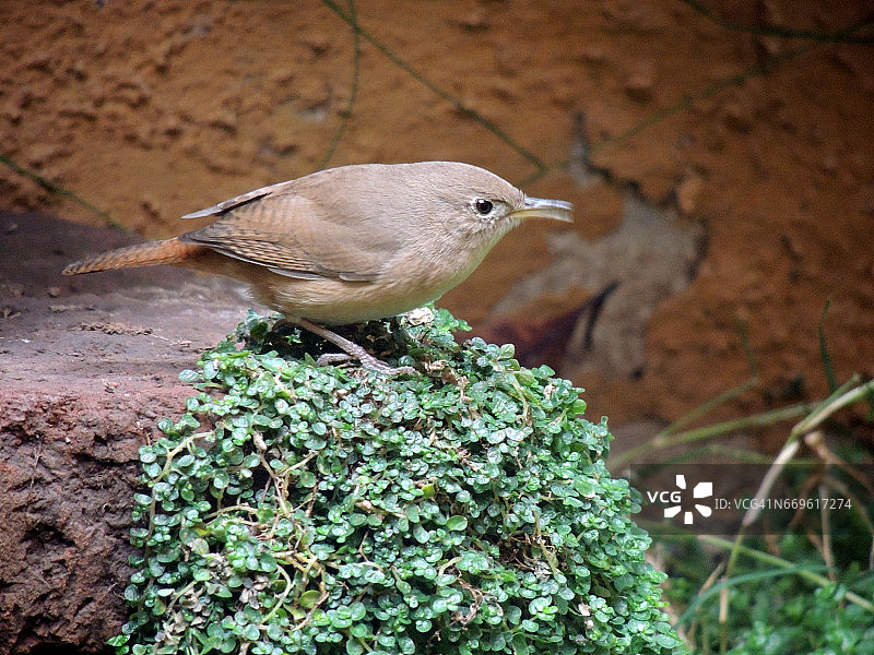 花园里的鹪鹩鸟图片素材