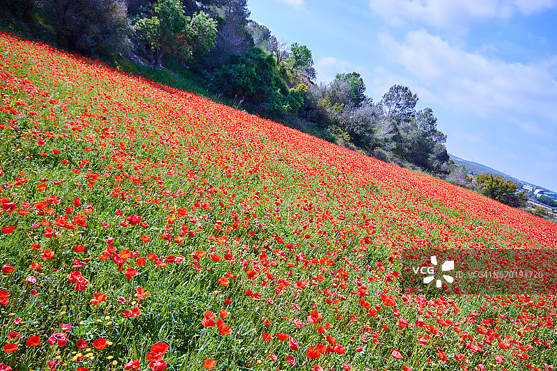 罂粟花田细节图片素材
