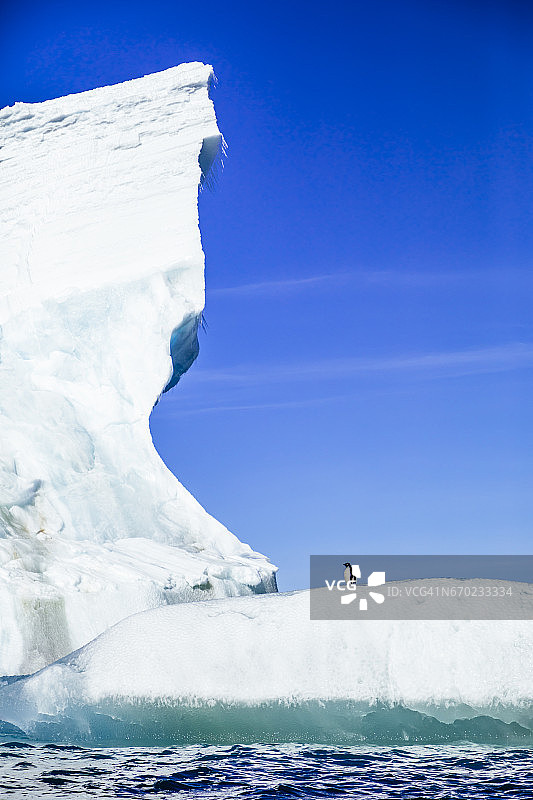 罗斯海特拉诺瓦湾冰山上的阿德利企鹅图片素材
