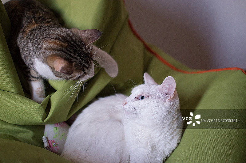 小猫嬉戏图片素材