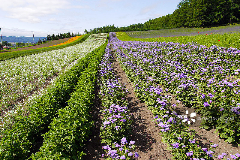 花圃与富良野图片素材