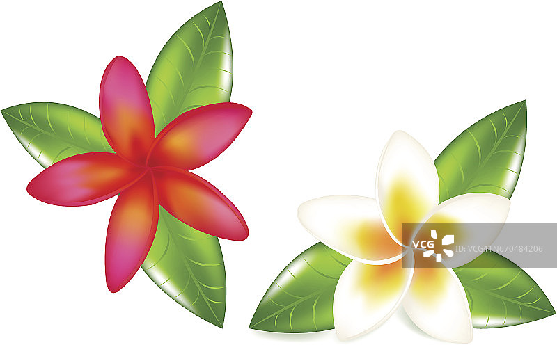 叶子鸡蛋花图片素材