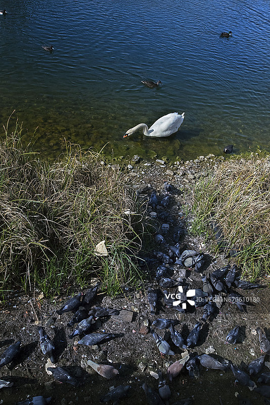 加拿大水上码头，从塔桥到萨里码头图片素材