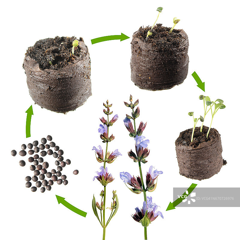 从种子到开花植物的普通鼠尾草生长阶段：植物生命周期图片素材