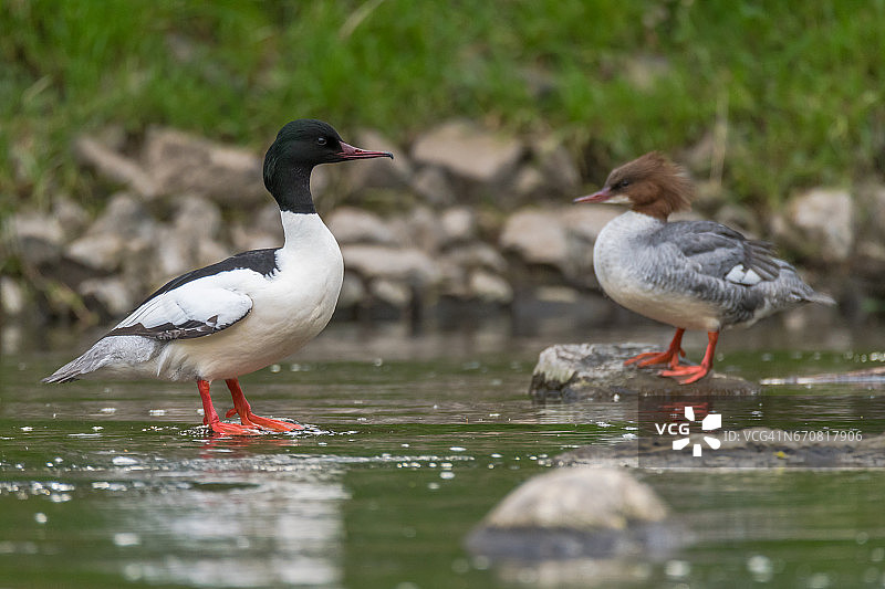 河面上的一对普通秋沙鸭图片素材