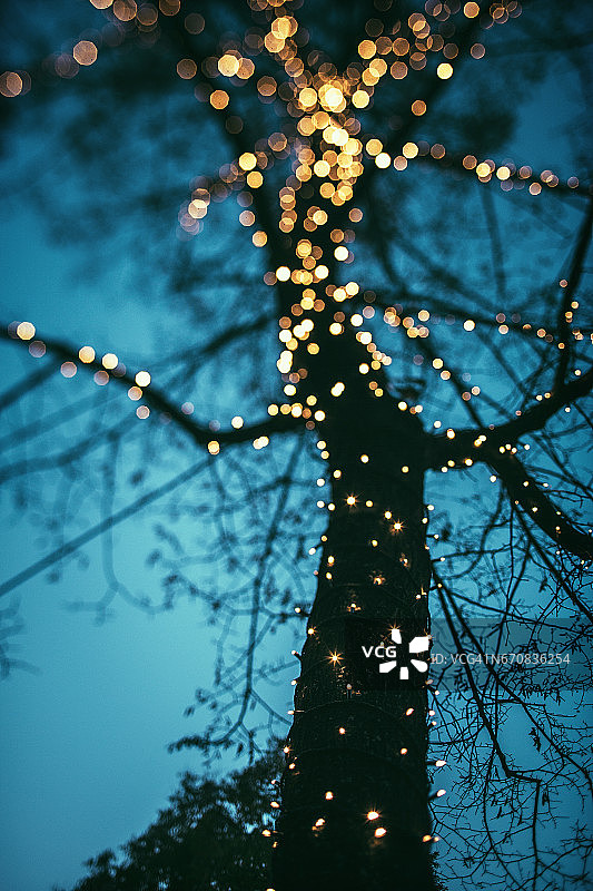 带有圣诞灯的树图片素材