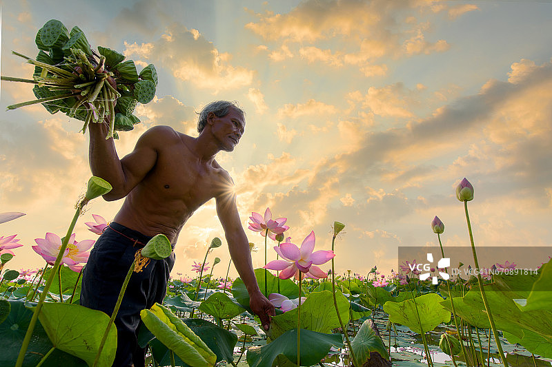 亚洲农民在池塘里采荷花图片素材