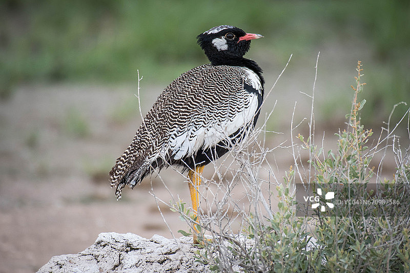 埃托沙的黑额鸨图片素材