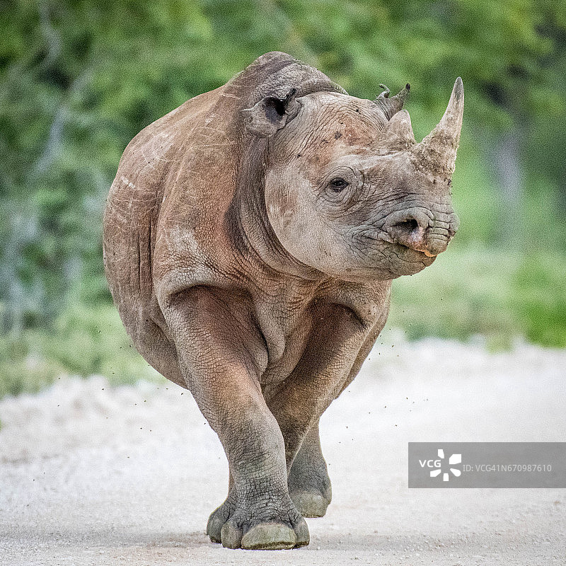 犀牛行走图片素材