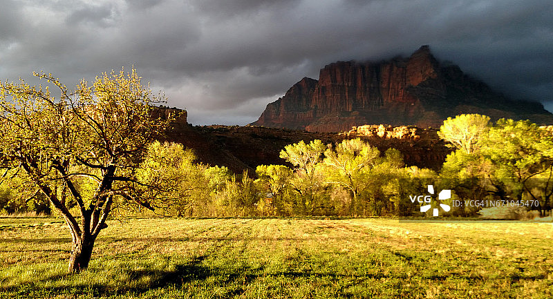 夕阳下犹他州罗克韦尔维 Virgin 河沿岸棉白杨树旁的苹果树图片素材