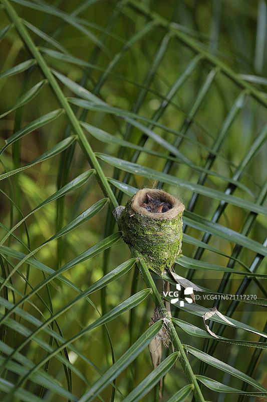棕尾蜂鸟图片素材