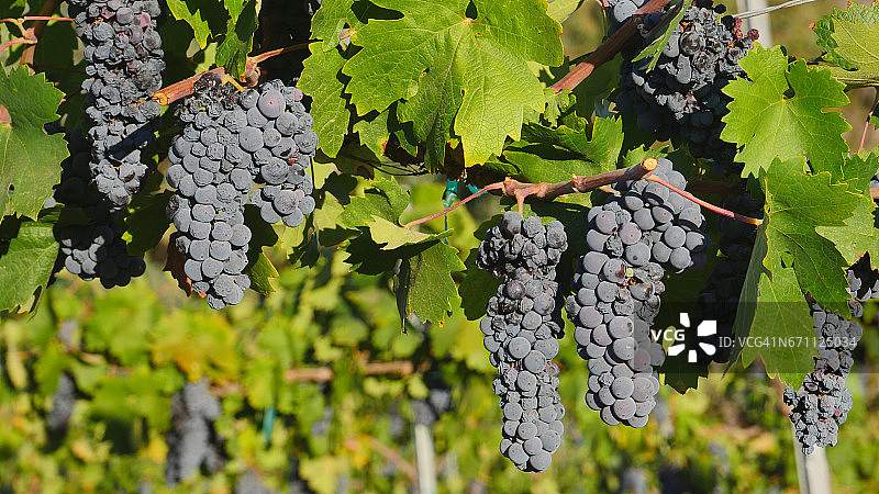 葡萄藤上成熟的葡萄图片素材
