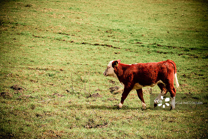 棕色小牛图片素材