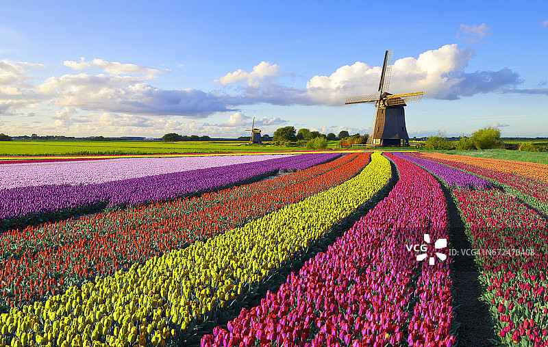 郁金香和风车图片素材
