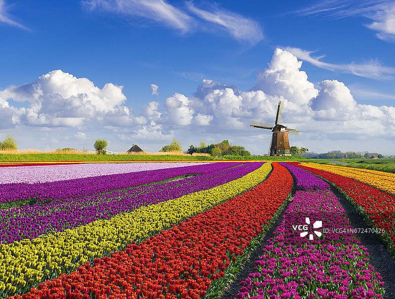 郁金香和风车图片素材