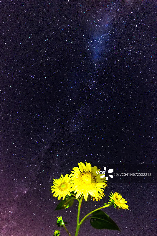 繁星点点天空下的向日葵图片素材