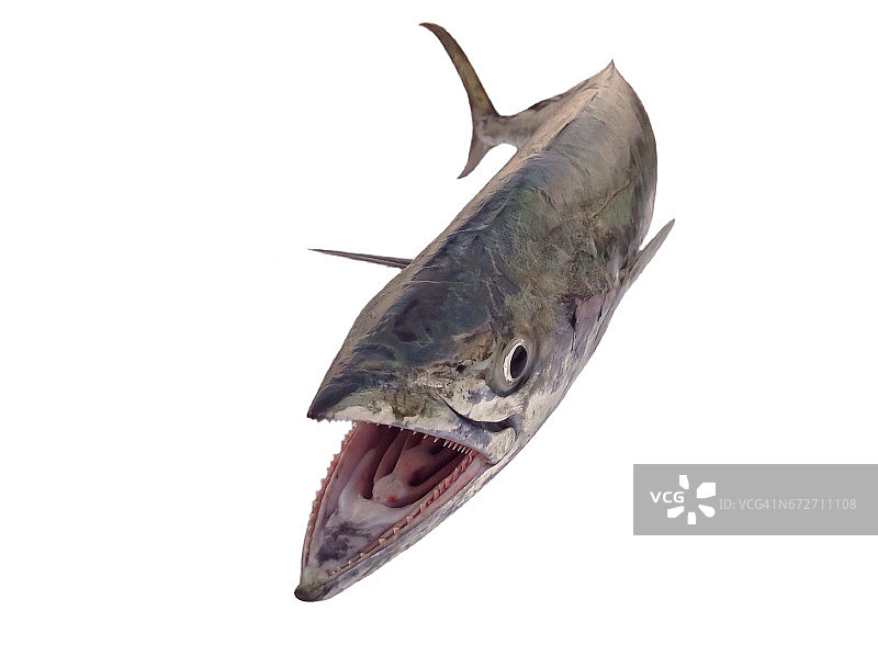 分离的鲭鱼图片素材