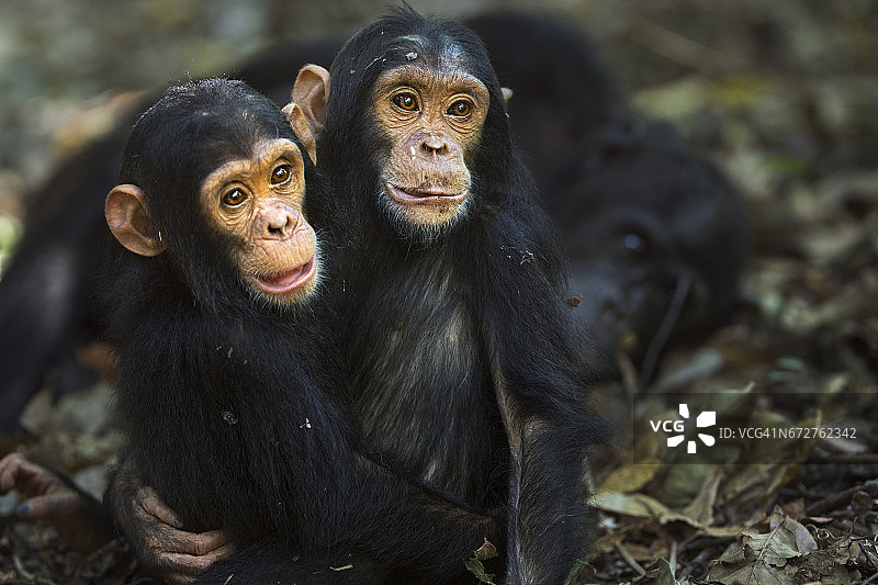 东方黑猩猩幼崽“五十”（2岁）拥抱他的姐姐“法迪拉”（4岁）图片素材