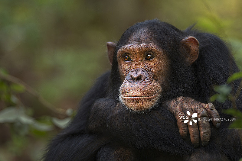 12岁的东部黑猩猩亚成年雄性“Tarzan”肖像图片素材