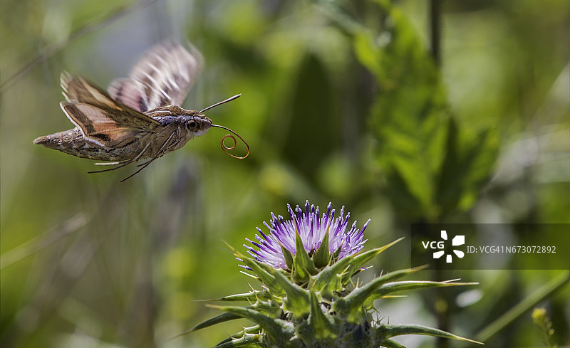 神话般的蜂鸟蛾图片素材