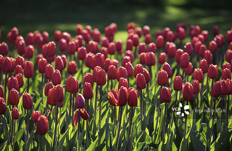 五颜六色的郁金香图片素材