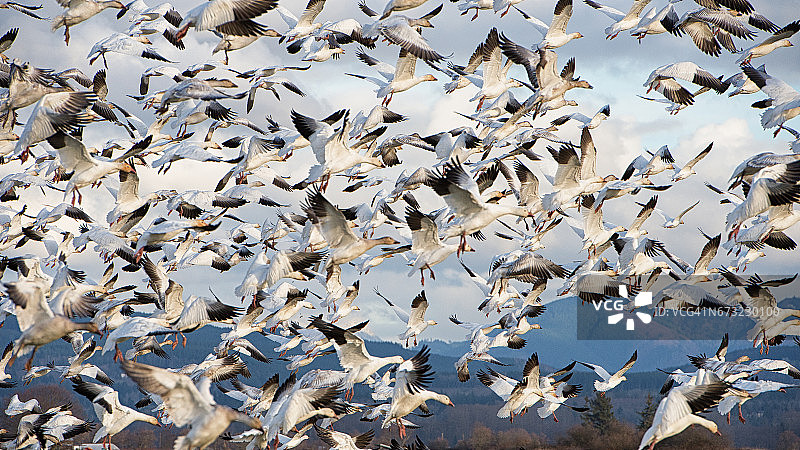 飞行和降落中的雪雁图片素材