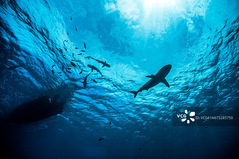 珊瑚礁上的鲨鱼图片素材