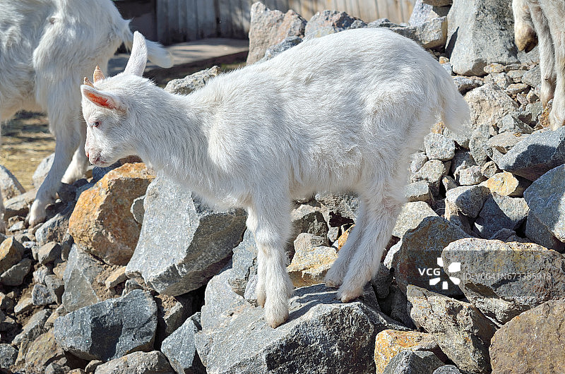 站在石头上的白色小山羊图片素材