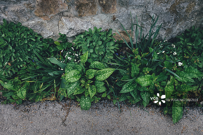 春天的花园图片素材