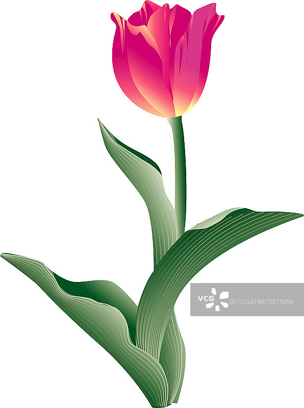 郁金香图片素材