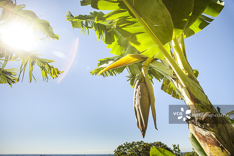 阳光下的香蕉树和花朵，拜伦湾腹地图片素材