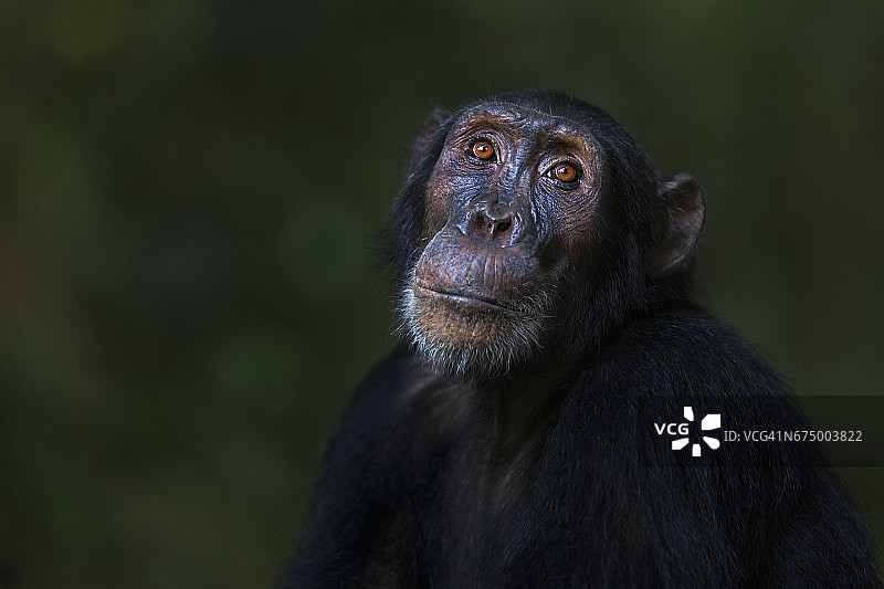 16岁东部黑猩猩雄性肖像图片素材