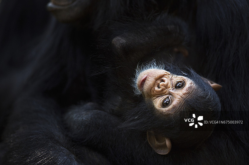 东部黑猩猩幼崽雌性“Gossama”，3个月大，在母亲的怀里 - 肖像图片素材