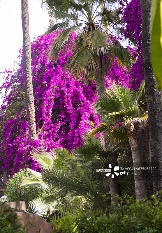 摩洛哥马拉喀什麦地那风光图片素材