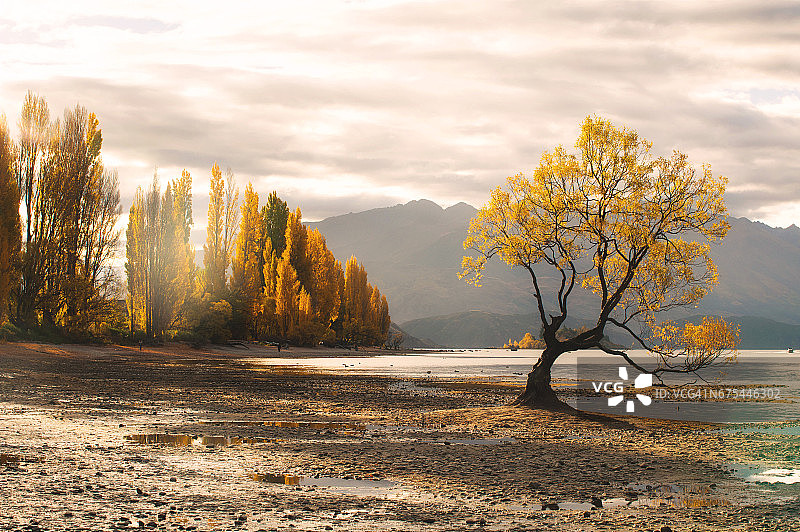 瓦纳卡湖畔的孤独柳树和白杨树图片素材