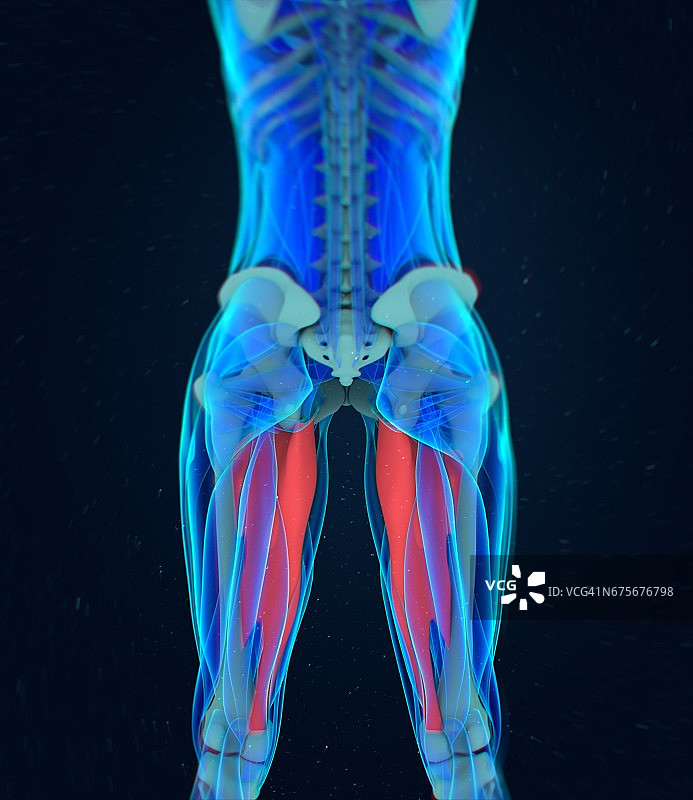 大收肌女性肌肉解剖3D图图片素材