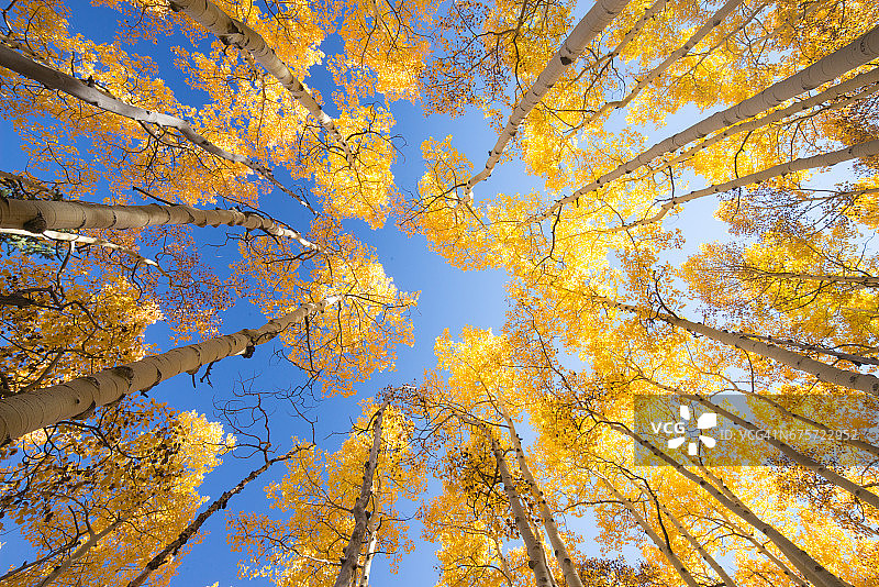 科罗拉多州的秋季白杨树图片素材