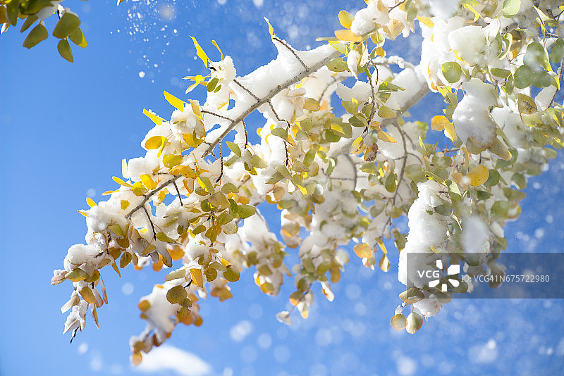 科罗拉多州秋季白杨树叶飘落的雪花图片素材