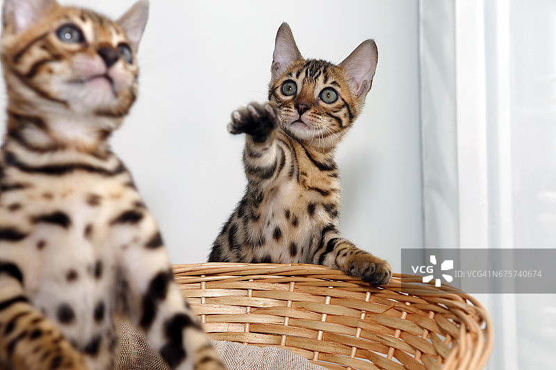 小孟加拉猫图片素材