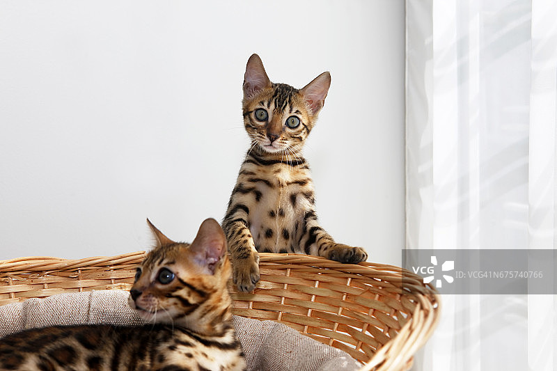 小孟加拉猫图片素材