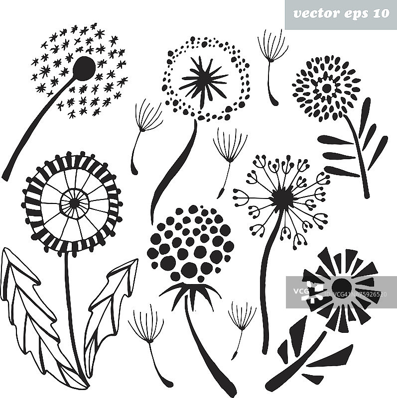 蒲公英图片素材