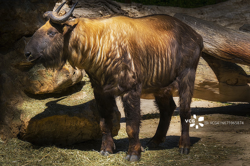 米什米羚牛身体图片素材